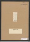 Diatomeae indet. (de-Toni-Nr.: Species 1751 ?) Zeichnungen Sammlung Grunow Nr. 3533 (NHMW-BOT-W0371096)